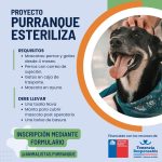 purranque_esteriliza